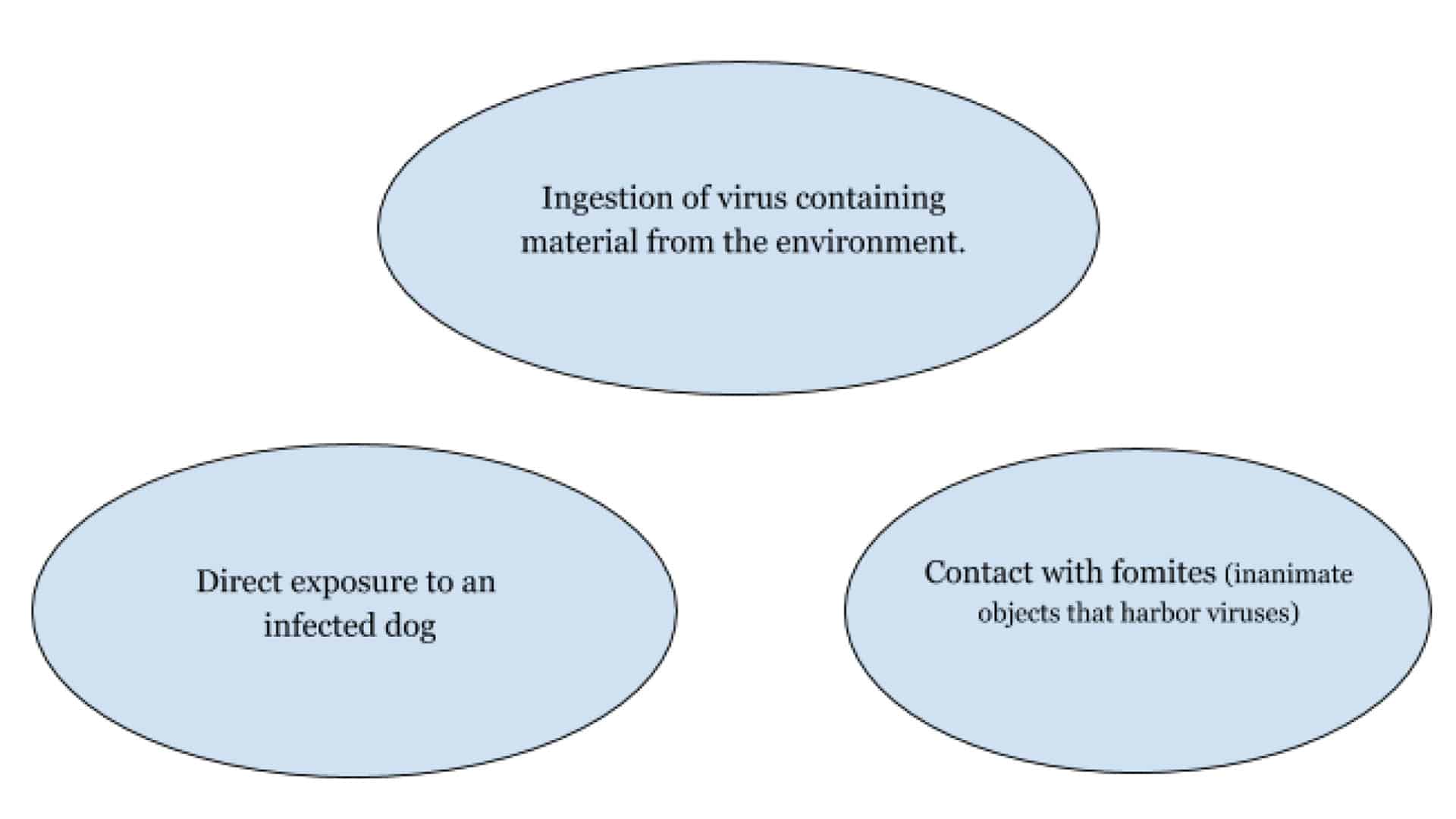 Three interconnected blue ovals illustrate virus transmission in dogs. The top oval states, "Ingestion of virus-containing material from the environment." The bottom left oval reads, "Direct exposure to an infected dog," and the bottom right oval says, "Contact with fomites (inanimate objects that harbor viruses)." Consult your vet for more information.