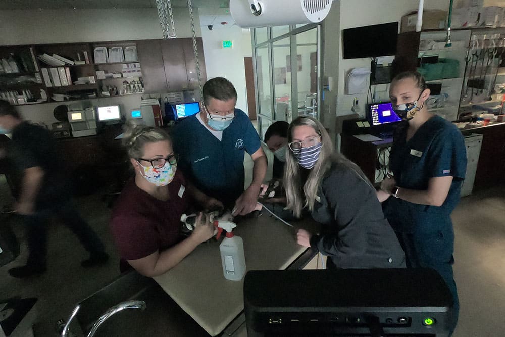 A group of healthcare professionals, including a veterinarian, all wearing face masks, gathers around a table in a dimly lit room with medical equipment. They appear to be engaged in a discussion or collaborative activity. A bottle of sanitizer is visible on the table.