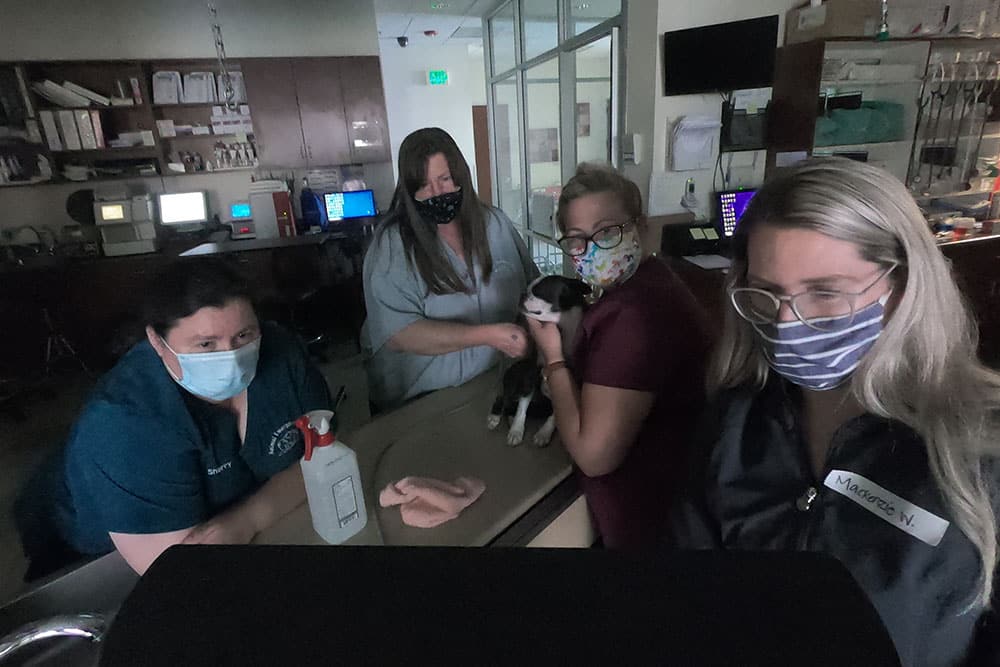 Four veterinary professionals, wearing face masks and scrubs, are gathered around a table holding a small puppy. The room is equipped with computers, medical supplies, and cabinets. The environment suggests they are in an examination or treatment room at a vet clinic.
