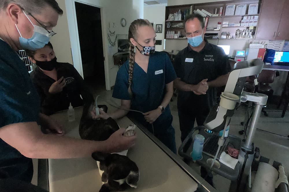 Four veterinarians, all wearing face masks, gather around a dog lying on an examination table. One vet performs an ultrasound while the others observe. Medical equipment is visible in the room.
