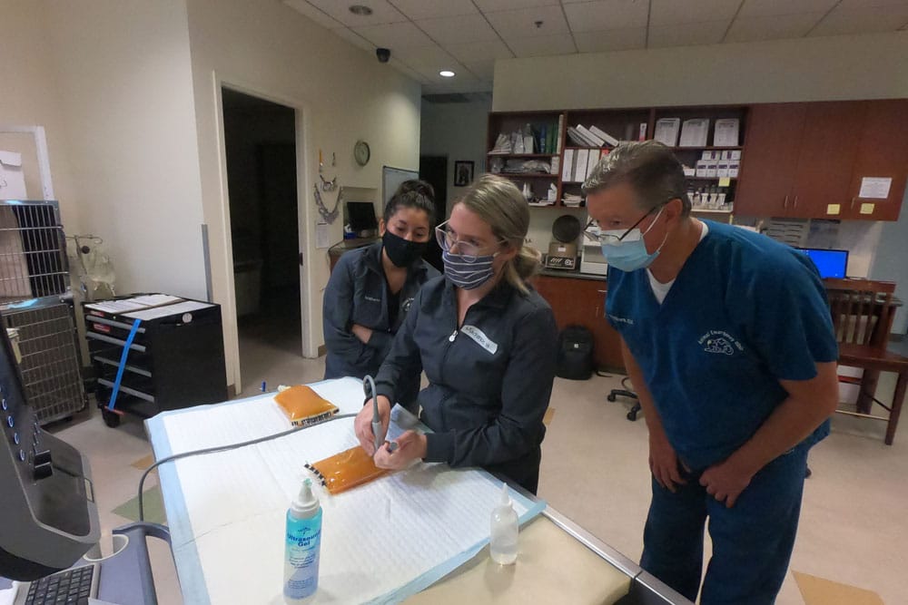 Three healthcare professionals, including a veterinarian, are wearing masks and gathered around a table in a clinic. One person is sitting and writing on a document, while the other two observe. The background reveals medical equipment, shelving, and a computer.