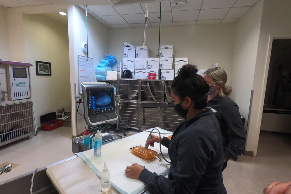 Two veterinary professionals, both wearing surgical masks, are preparing medical equipment in a veterinary clinic. One veterinarian is holding an ultrasound probe over an orange jelly-like substance on a cloth-covered table. Various supplies and equipment are visible in the background.