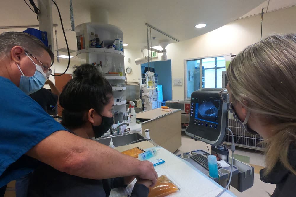 A veterinarian and two caregivers examine an ultrasound screen in a veterinary clinic. The ultrasound probe is being used on a medium-sized animal lying on the operating table. Medical equipment and supplies are visible in the background.