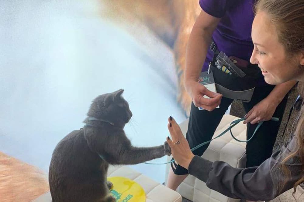 A grey cat sitting on a small stool extends its paw to high-five a smiling woman. Another person, possibly a veterinarian in a purple shirt, stands nearby, observing the joyful interaction. The background is blurred, highlighting the cat and the two people.