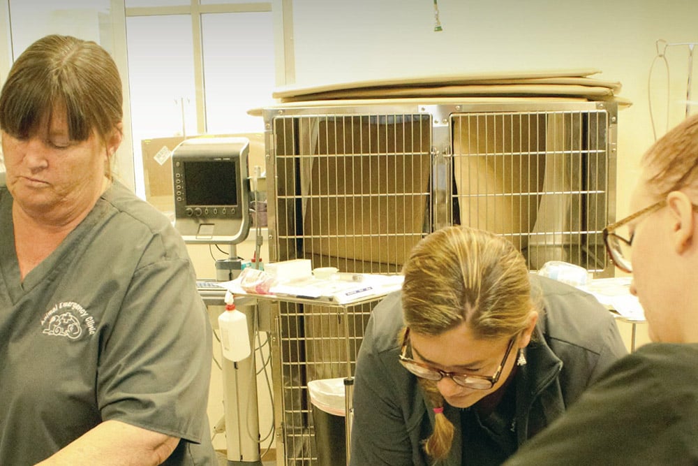 Three people dressed in scrubs work in a veterinary clinic next to metal cages and medical equipment. One veterinarian on the left is examining something, while the other two, in the center and right, focus on an activity. Various tools and supplies are visible in the background.