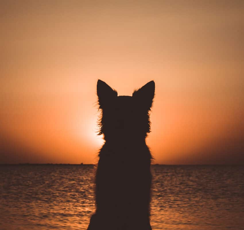 A silhouette of a dog with pointed ears sits against a backdrop of a vibrant sunset over a body of water. The sky, resembling the calming hues often seen in a vet's waiting room, is illuminated with a gradient of orange and yellow, creating a serene and peaceful atmosphere.