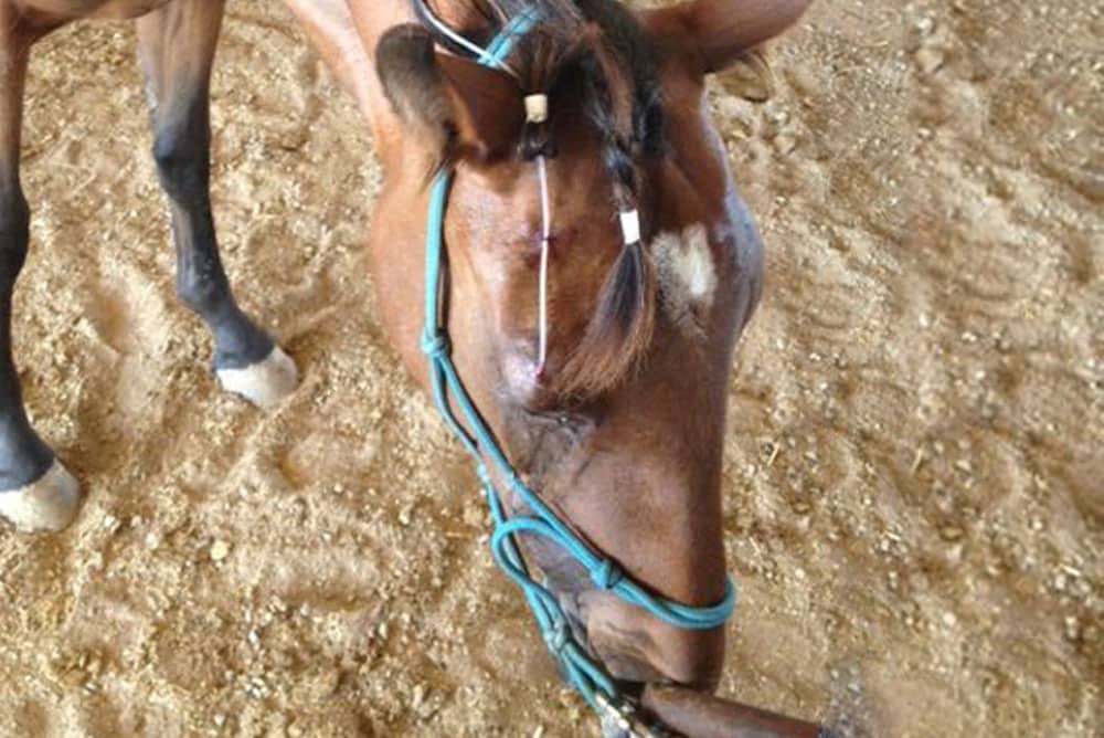 A brown horse with a distinctive white mark on its face stands on beige, sandy ground. The horse's mouth is near the ground, possibly eating or sniffing, and it is wearing a green halter and bridle. Recently checked by the veterinarian, the horse sports a braided mane with visible ties.