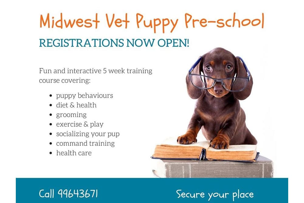 A poster for Midwest Vet Puppy Pre-school featuring a photo of a brown puppy wearing glasses, sitting on stacked books. The text highlights a 5-week training course on puppy behaviors, diet & health, grooming, exercise & play, socializing, command training, and healthcare. Contact number: 9464371.