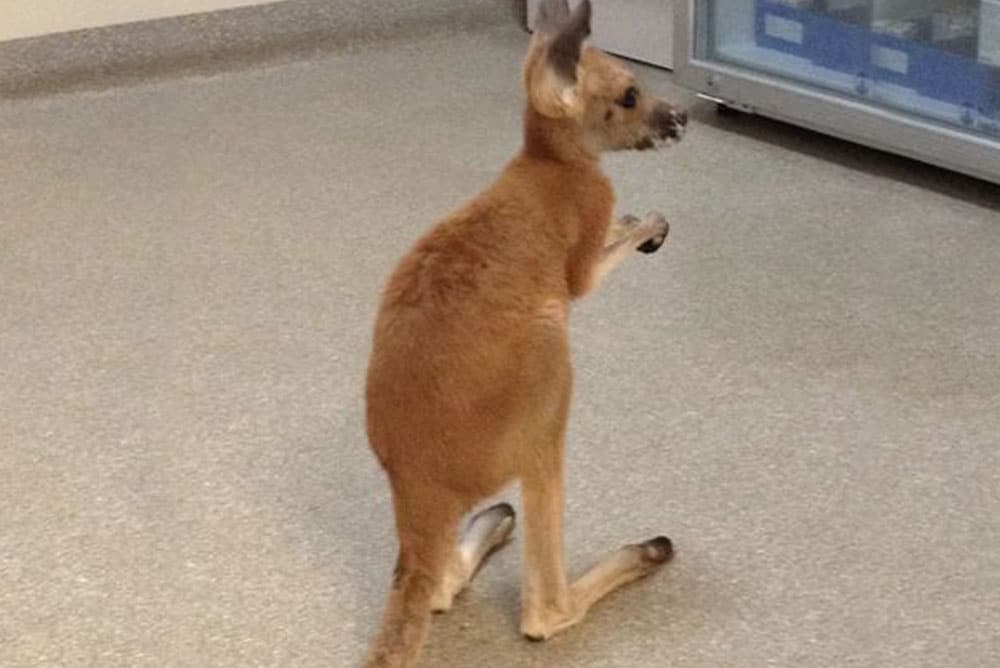 A young kangaroo sits on the floor, looking to the right. The room, perhaps part of a vet's clinic, has a speckled gray linoleum floor and a white backdrop with a storage area in the corner containing various items.