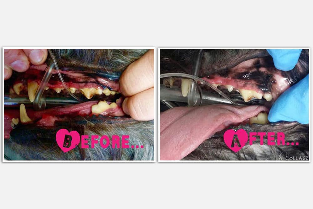 Close-up comparison of a dog's teeth before and after dental cleaning. The left image, labeled "BEFORE," shows yellow, dirty teeth, while the right image, labeled "AFTER," reveals whiter, cleaner teeth. Both images feature the dog's tongue and veterinary tools used by the vet for the procedure.