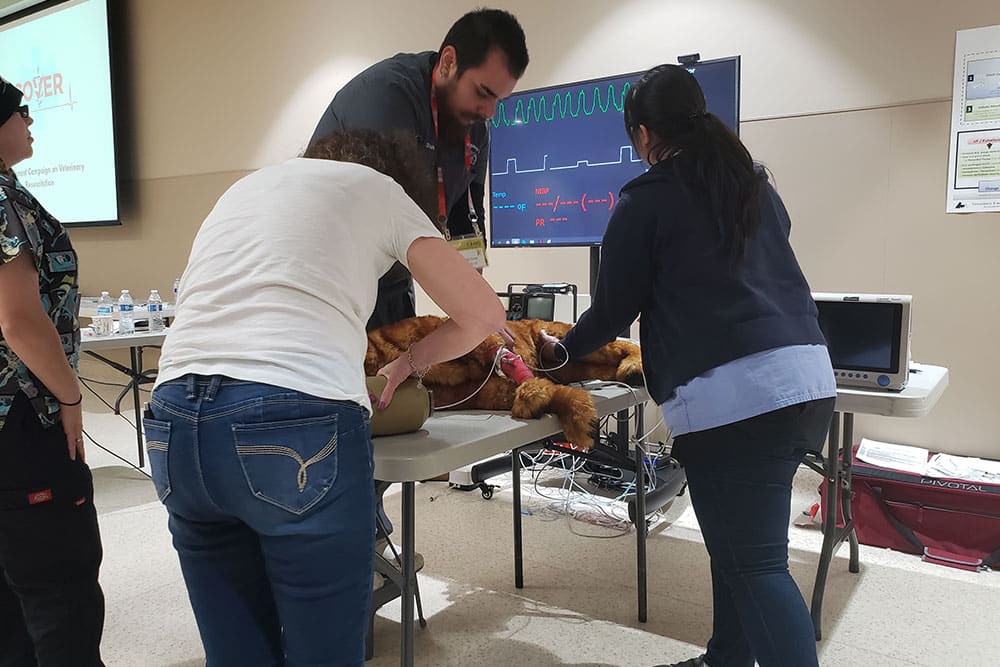 Three individuals are practicing a medical procedure on a large animal dummy on a table. One person observes closely, while another seems to be guiding the process. Medical equipment and diagrams are visible in the background, indicating a training or educational setting for veterinarians.