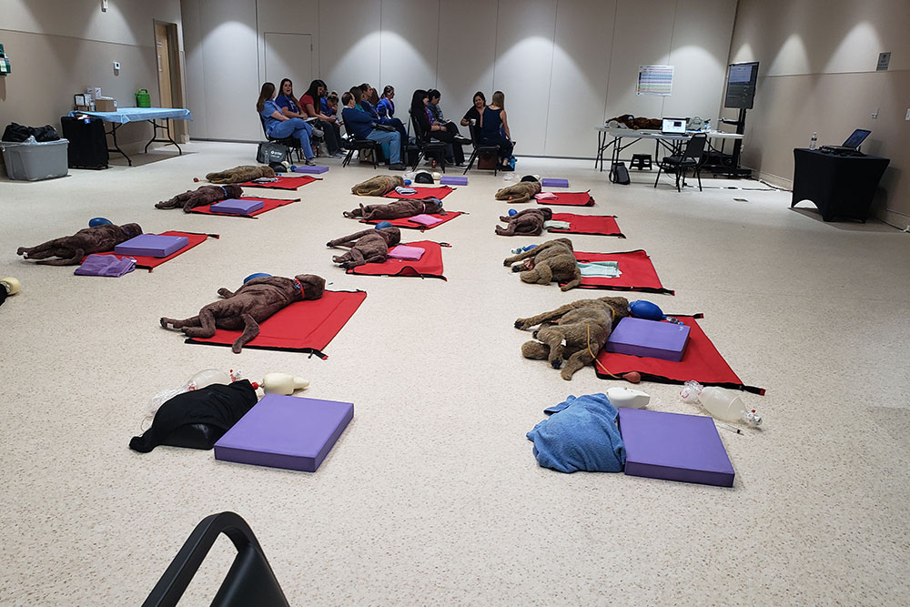 A group of people sit against a wall observing a room filled with several large, brown teddy bear mannequins lying on red mats, each attended by medical equipment, indicating a first-aid or CPR training session that veterinarians might use for pet emergency care.