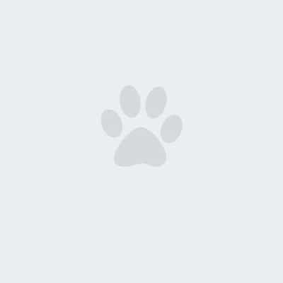 A simple gray paw print icon is centered on a light gray background.