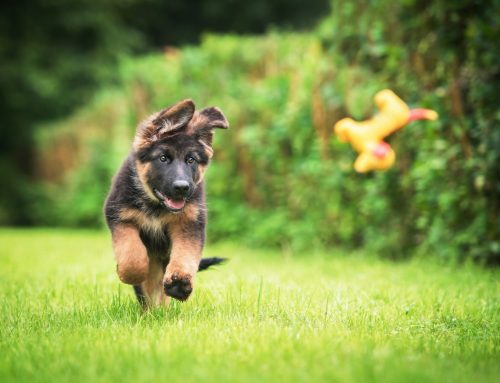 Parvovirus explained